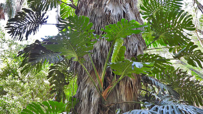 Ein Fensterblatt (Monstera) in gewaltiger Größe rankt einen Palmenstamm hinauf.