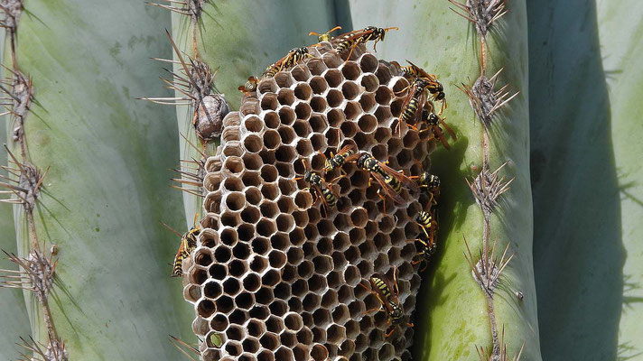 ... die Wespen haben sich einen guten Platz für ihr Nest gesucht.
