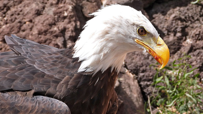 Oasis Park - Freiflugshow der Adler  (Weißkopfseeadler)
