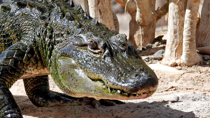 Oasis Park - Fütterung der halbwüchsigen Krokodile.