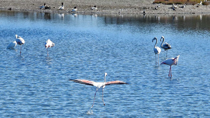 Flamingos im Mündungsdelta des Rio Guadalhorce
