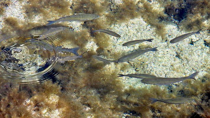 In den größeren Gezeitenbecken sind verschiedene Fischarten zu beobachten
