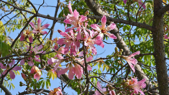 Blüten des Florettseidenbaumes (Ceiba speciosa).
