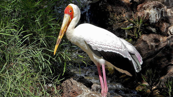 Oasis Park - Der Nimmersatt (Mycteria ibis) gehört zur Familie der Störche.