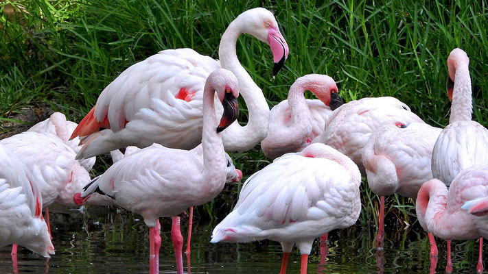 Oasis Park - verschiedene Flamingoarten!