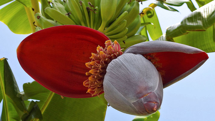 Botanischer Garten Malaga - Blüte und Fruchtstand einer Banane