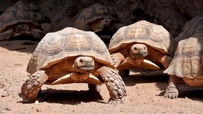 Oasis Park - von wegen langsame, langweilige Schildkröten!