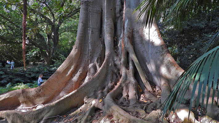 Botanischer Garten Malaga - ein gewaltiger Ficus.
