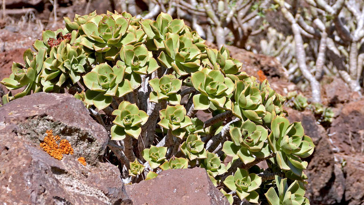  Aeonium lancerottense hier „Bejeque de malpais“ genannt.