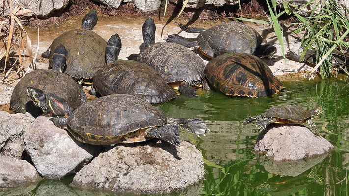 Oasis Park - Schmuckschildkröten
