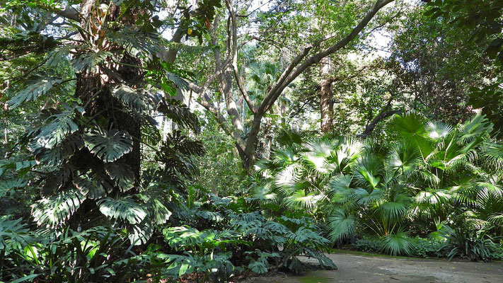 Botanischer Garten Malaga - im Urwald.
