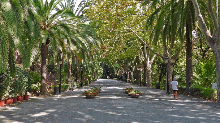 Botanischer Garten Malaga - Palmenallee