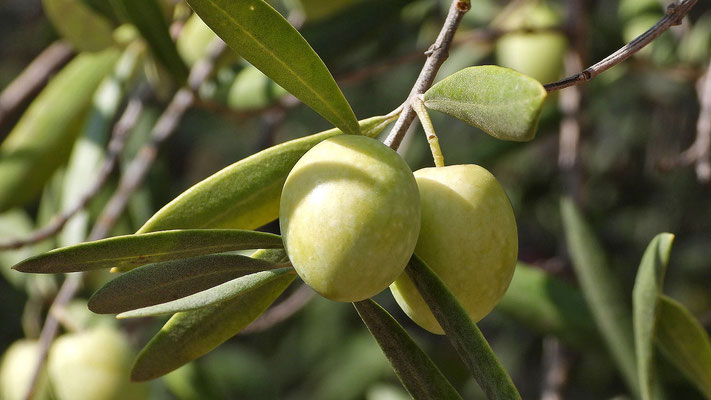 Junger Olivenbaum mit Früchten.