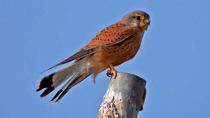 Turmfalke (Falco tinnunculus canariensis) am Playa Mujeres.