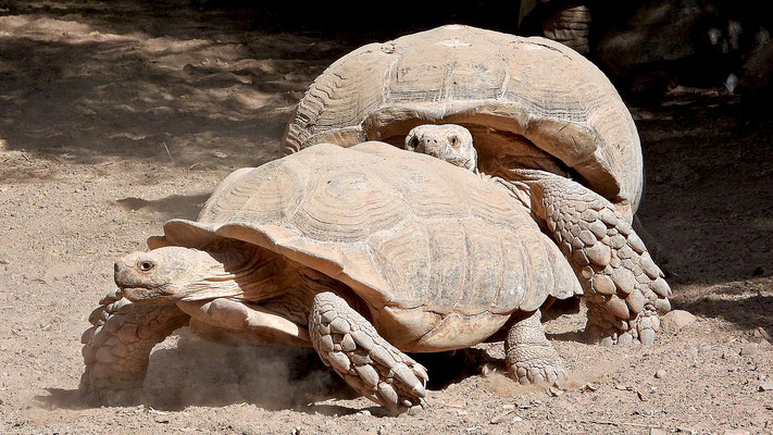 Oasis Park - von wegen langsame, langweilige Schildkröten!