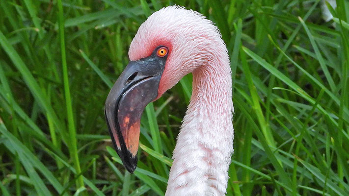 Oasis Park - Rosa Flamingo