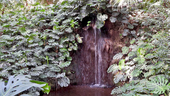 Botanischer Garten Malaga - ein Wasserfall umrankt von Monstera (Fensterblatt).
