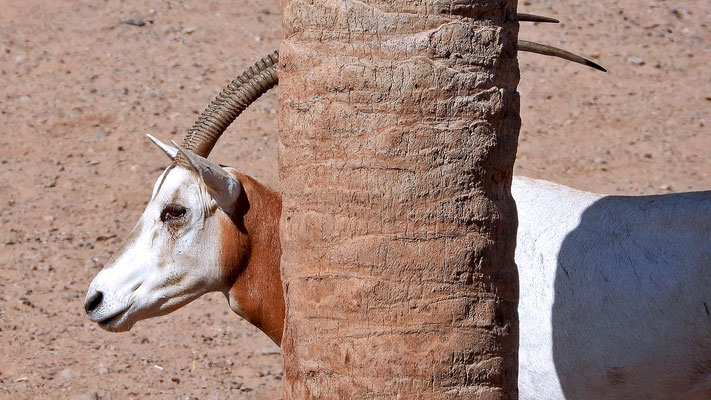Oasis Park - Säbelantilope (Oryx dammah) 