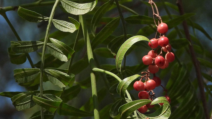 Früchte des Peruanischen Pfefferbaumes (Schinus molle).