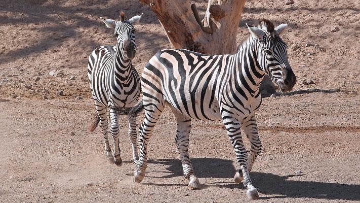 Oasis Park - Zebras