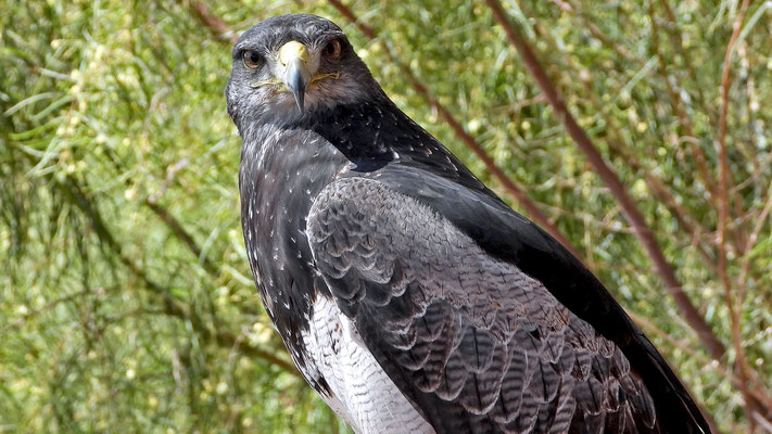 Oasis Park - Freiflugshow der Adler