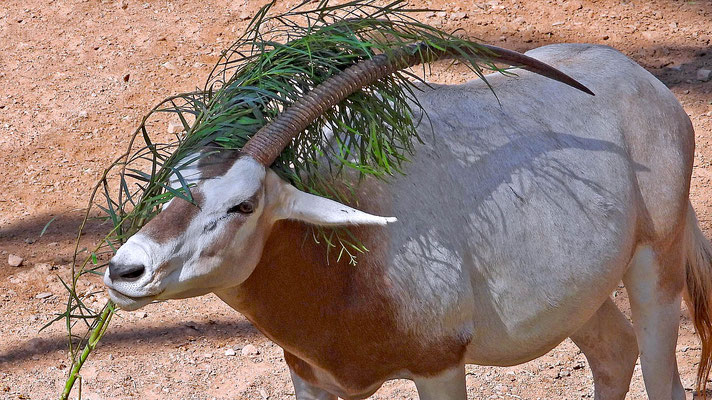 Oasis Park - Säbelantilope (Oryx dammah) in Freiheit durch Bejagung fast ausgerottet.