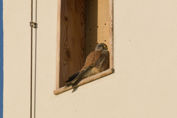 Herr Turmfalke am Kirchturm