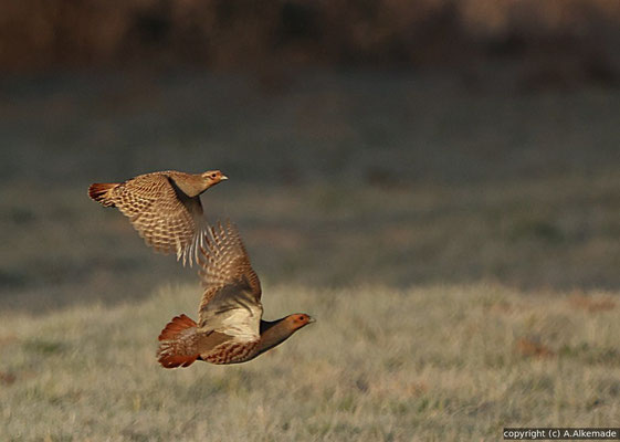 Rebhuhn im Flug, copyright A.Alkemade