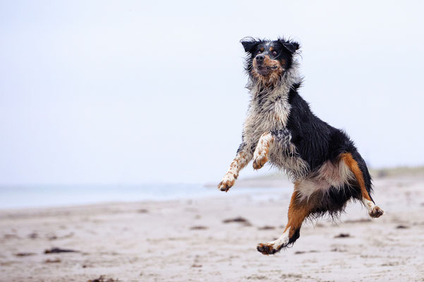 Hundeshooting vor dem Leuchtturm Falshöft