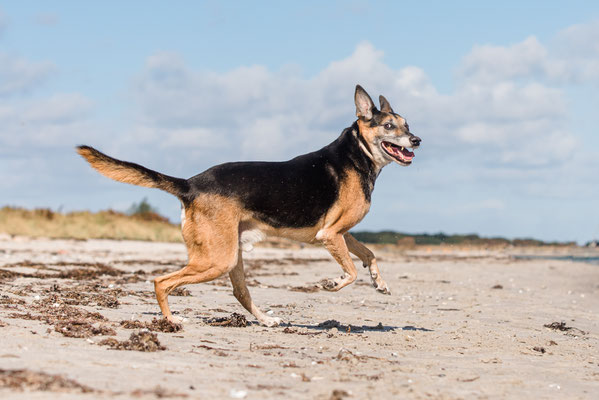Hundefotografie