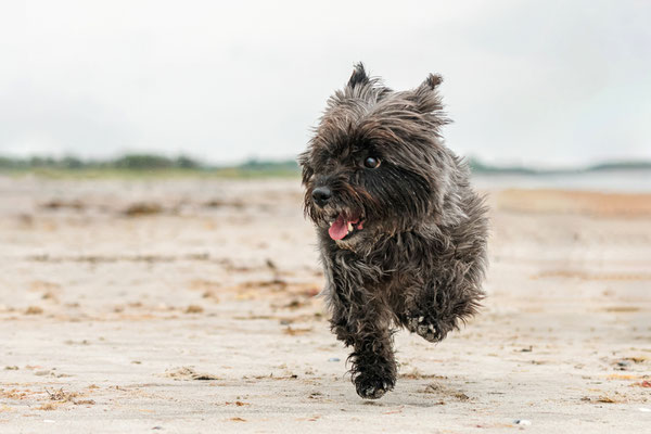 Hundefotografie