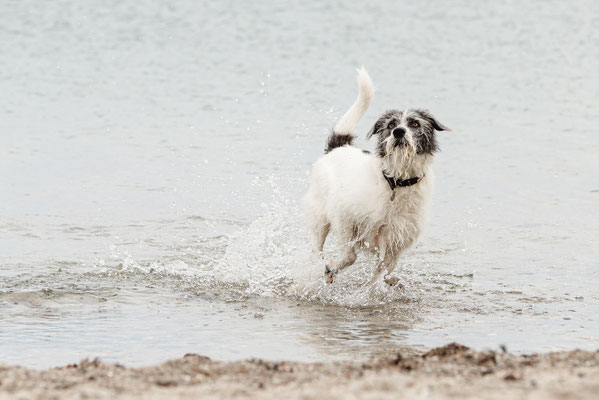 Hundefotografie