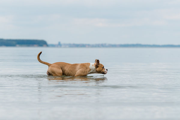 Hundeshooting