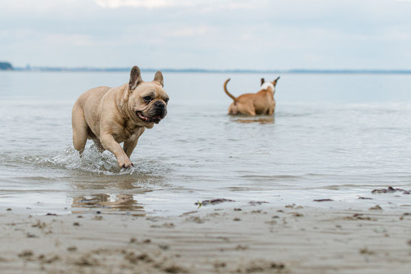 Hundeshooting