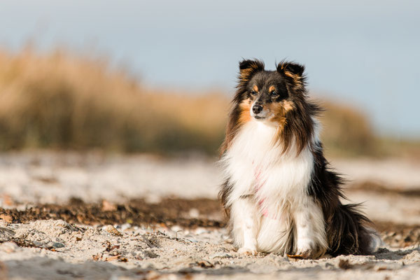 Hundefotografie