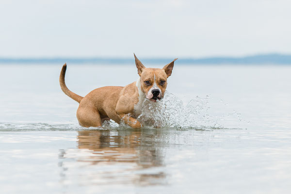 Hundeshooting
