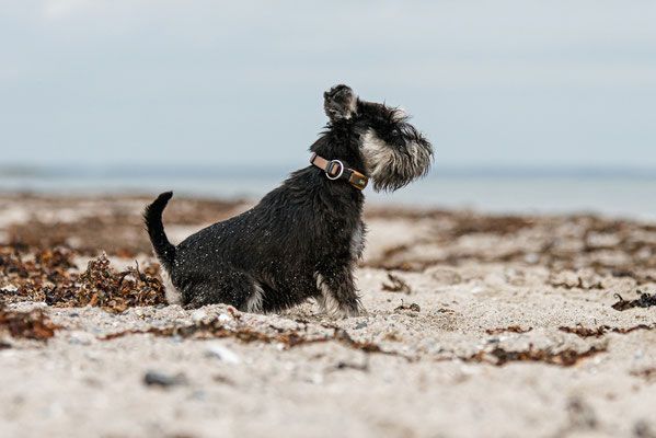 Hundefoto