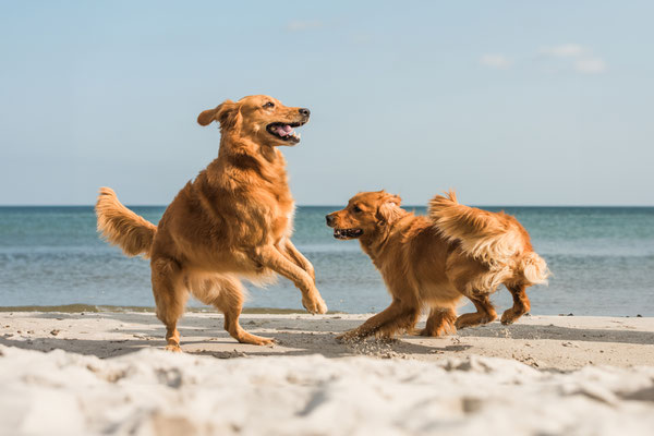 Hundeshooting