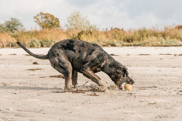 Hundeshooting
