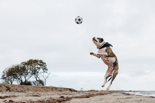 Hundefotografie