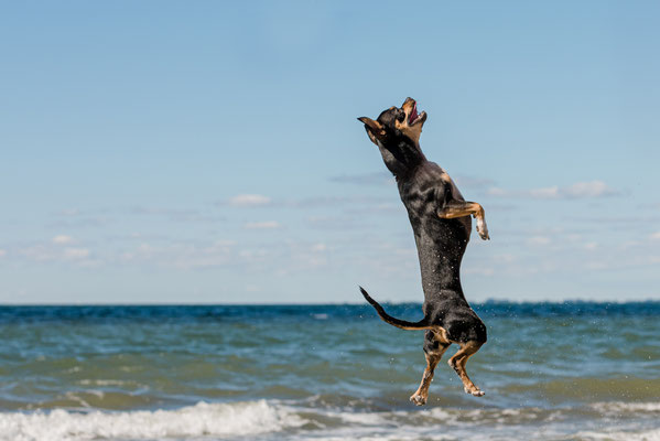 Hundefoto