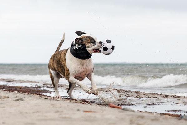 Hundefoto