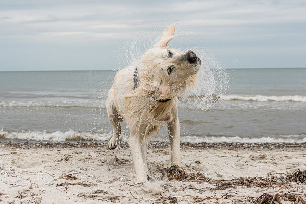 Hundeshooting vor dem Leuchtturm Falshöft