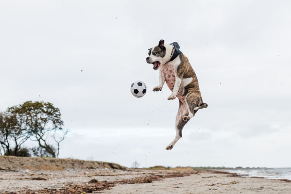 Hundeshooting