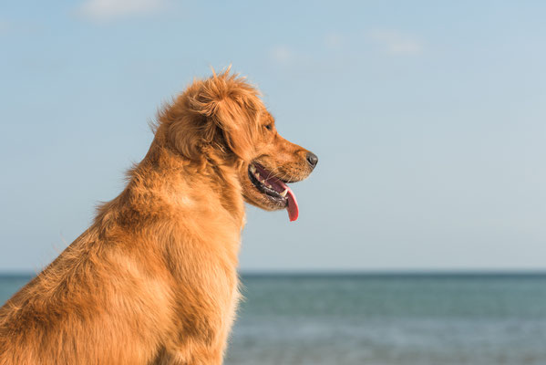 Hundefotografie