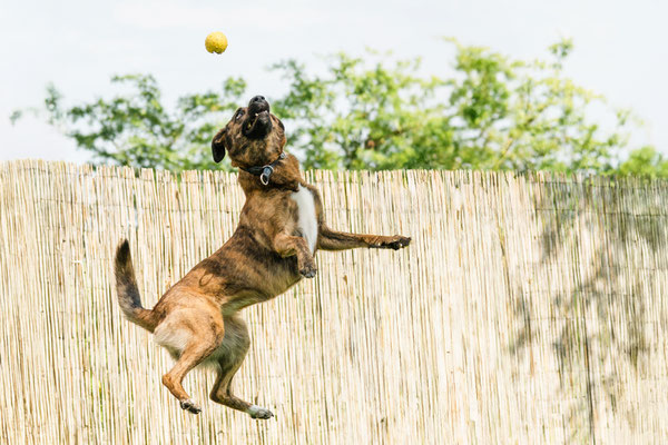 Hundefotografie