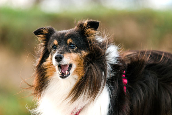 Hundefotografie