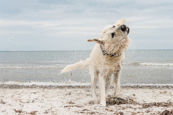 Hundefoto