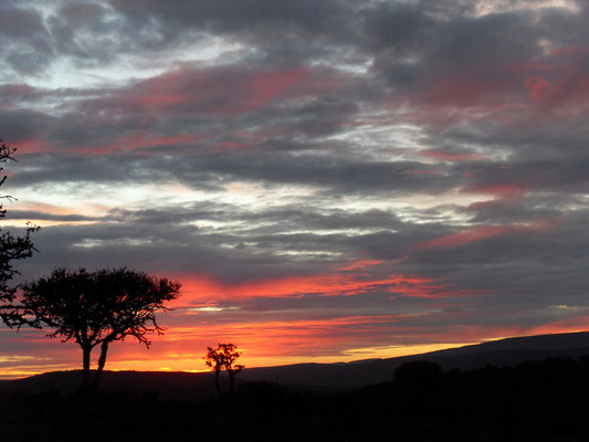 Game drive private concession Addo NP / Kuzuko Lodge