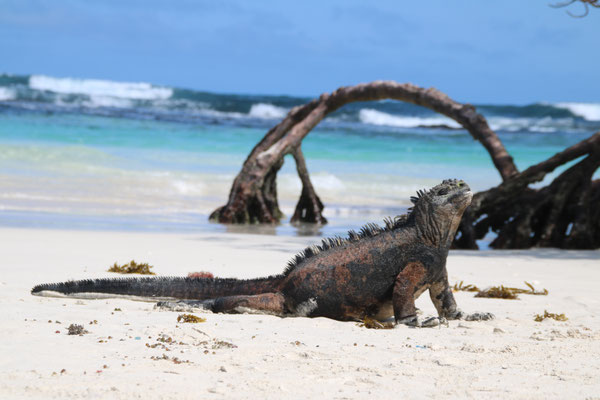 Tortuga Bay